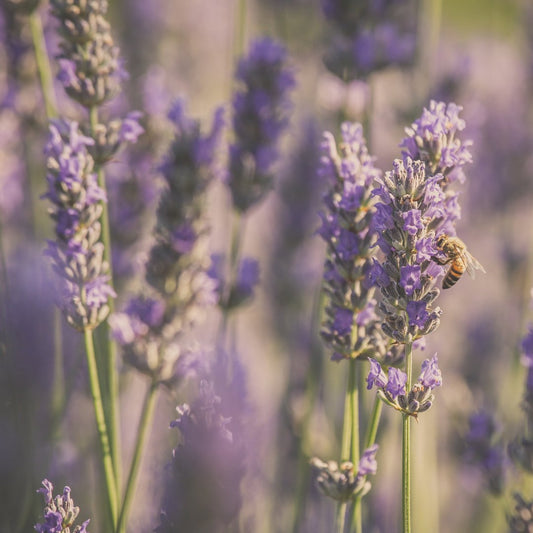 Lavender essential oil